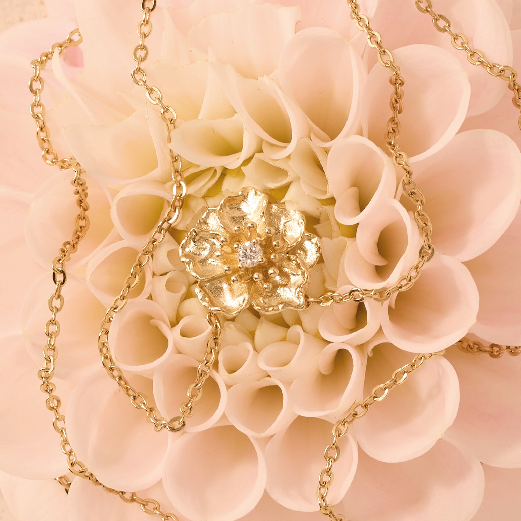 Collar Zinnia